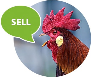 Loud Rooster